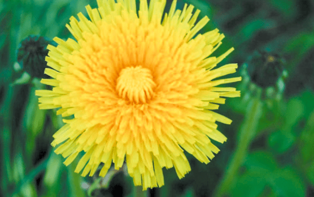 dandelion